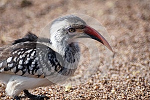 Southern red-billed hornbill in Pilanesberg National Park