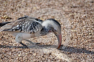 Southern red-billed hornbill in Pilanesberg National Park