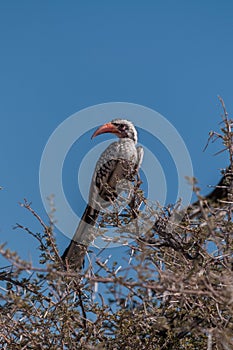 A Southern red-billed hornbill sitting on a branch.