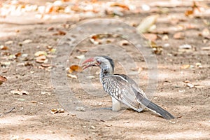 Southern Red-billed Hornbill, Tockus erythrorhynchus, eating bread