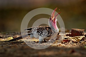 Southern Red-billed Hornbill - Tockus erythrorhynchus rufirostris  family Bucerotidae, which is native to the savannas and dryer