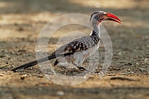 Southern Red-billed Hornbill - Tockus erythrorhynchus rufirostris  family Bucerotidae, which is native to the savannas and dryer