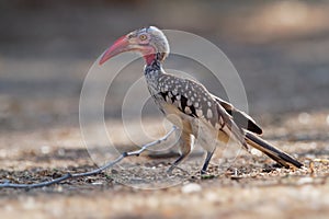 Southern Red-billed Hornbill - Tockus erythrorhynchus rufirostris  family Bucerotidae, which is native to the savannas and dryer