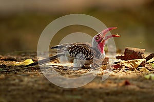 Southern Red-billed Hornbill - Tockus erythrorhynchus rufirostris  family Bucerotidae, which is native to the savannas and dryer