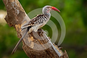 Southern Red-billed Hornbill - Tockus erythrorhynchus rufirostris  family Bucerotidae, which is native to the savannas and dryer