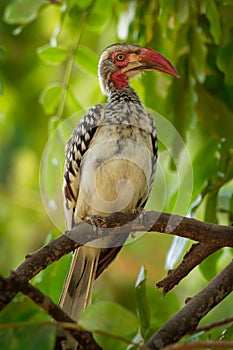 Southern Red-billed Hornbill - Tockus erythrorhynchus rufirostris  family Bucerotidae, which is native to the savannas and dryer