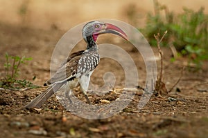 Southern Red-billed Hornbill - Tockus erythrorhynchus rufirostris  family Bucerotidae, which is native to the savannas and dryer