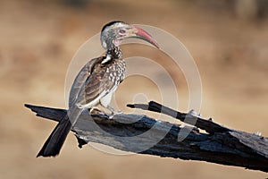 Southern Red-billed Hornbill - Tockus erythrorhynchus rufirostris  family Bucerotidae, which is native to the savannas and dryer