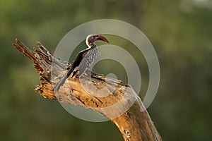 Southern Red-billed Hornbill - Tockus erythrorhynchus rufirostris  family Bucerotidae, which is native to the savannas and dryer