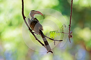 Southern Red-billed Hornbill - Tockus erythrorhynchus rufirostris  family Bucerotidae, which is native to the savannas and dryer