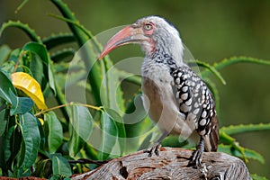 Southern Red-billed Hornbill, Tockus leucomelas, bird with big bill in the nature habitat with evening sun, sitting on the branch