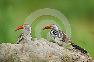 Southern Red-billed Hornbill, Tockus leucomelas, bird with big bill in the nature habitat with evening sun, sitting on the branch