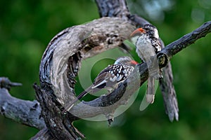 Southern Red-billed Hornbill, Tockus leucomelas, bird with big bill in the nature habitat with evening sun, sitting on the branch