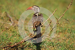 Southern Red-Billed Hornbill (Tockus rufirostris)