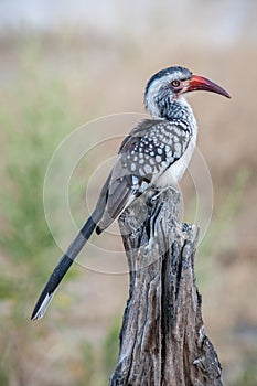 Southern Red-Billed Hornbill (Tockus rufirostris), Botswana