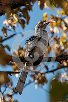 Southern Red-Billed Hornbill (Tockus rufirostris), Botswana