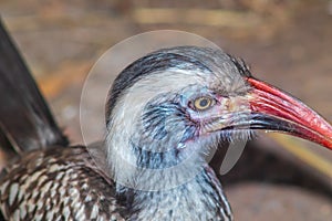 Southern Red-Billed Hornbill (Tockus rufirostris) feeding during the day, Kruger National Park