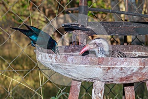 Southern Red-Billed Hornbill (Tockus rufirostris) feeding during the day, Kruger National Park