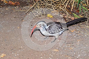 Southern Red-Billed Hornbill (Tockus rufirostris) feeding during the day, Kruger National Park