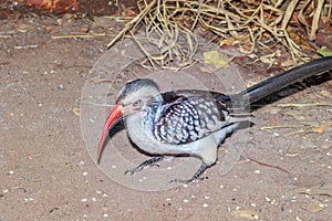 Southern Red-Billed Hornbill (Tockus rufirostris) feeding during the day, Kruger National Park