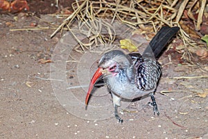 Southern Red-Billed Hornbill (Tockus rufirostris) feeding during the day, Kruger National Park