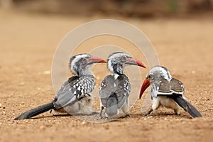 The southern red-billed hornbill Tockus rufirostris group of birds sitting on the ground. Three birds with red beaks on the