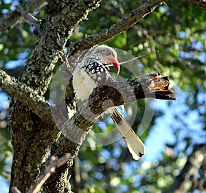 Southern red-billed hornbill (Tockus rufirostris) perched on a tree : (pix Sanjiv Shukla)