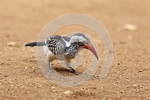 Southern red-billed hornbill Tockus rufirostris sitting on the ground with yellow background