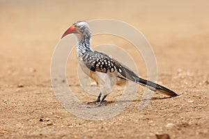 Southern red-billed hornbill Tockus rufirostris sitting on the ground with a yellow background.Typical African bird from the