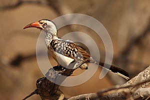 The southern red-billed hornbill Tockus rufirostris is sitting on teh branch with brown background and beautiful light in