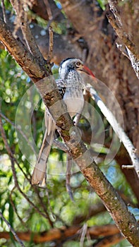 Southern red-billed hornbill in a tree