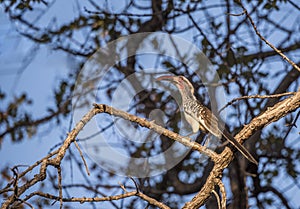 Southern Red-billed Hornbill (Tockus erythrorhynchus rufirostris)
