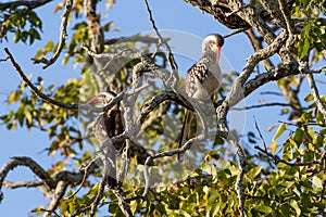 Southern Red-billed Hornbills Perching