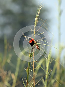 Southern Red Bishop