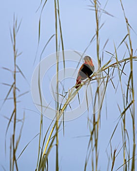 Southern Red Bishop bird, Euplectes orix in Murchison Falls National Park, Uganda photo