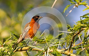 Southern Red Bishop busy building a nest