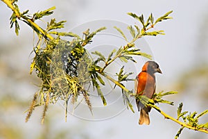 Southern Red Bishop busy building a nest