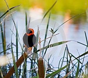 Southern Red Bishop at the Dam
