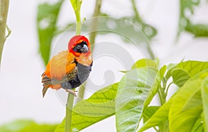 Southern red bishop (Euplectes orix)