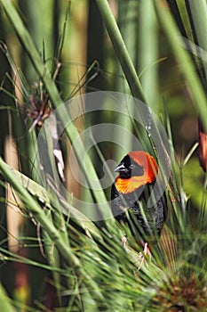 Southern Red Bishop (Euplectes orix)