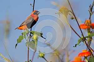 Southern Red Bishop (Euplectes orix)