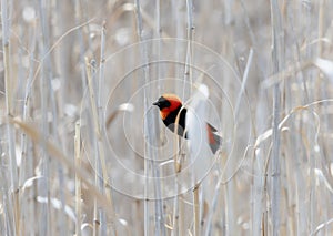 A Southern Red Bishop, Euplectes orix, perched on top of a field covered with tall grass in South Africa