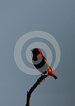 Southern Red Bishop ( Euplectes orix) Pilanesberg Nature Reserve, South Africa