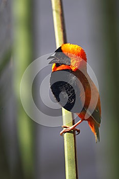Southern Red Bishop (Euplectes orix)