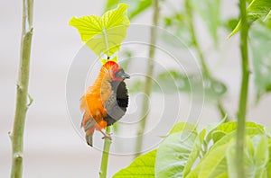 Southern red bishop (Euplectes orix) is a small songbird.