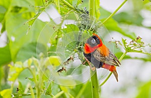 Southern red bishop (Euplectes orix) is a small songbird.