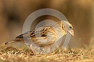 Southern Red Bishop Female