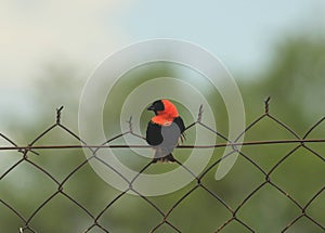 Southern Red Bishop male sitting on a fence