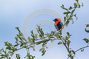 Southern Red Bishop in Mapungubwe National park, South Africa