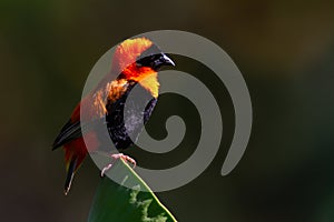 Southern Red Bishop perched on a pod.